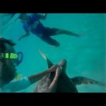 Swimmers remove hook from turtle’s neck