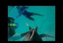 Swimmers remove hook from turtle’s neck