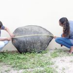 $12,000 reward offered for information on turtle poachers