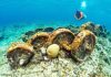 Divers discover ‘train wreck’ off East End