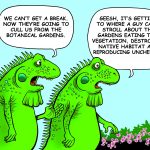Iguana cull