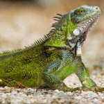 Nearly 1.5 million green iguanas killed since culling began