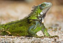 Nearly 1.5 million green iguanas killed since culling began