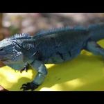 MRCU testing mosquitoes that target blue iguanas