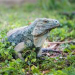 Essential work: Caring for Cayman’s blue iguanas (AUDIO) Blue Iguana
