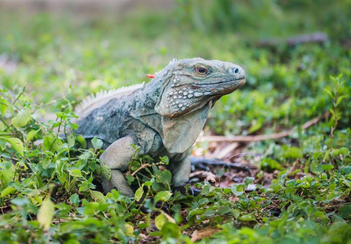 Blue Iguana