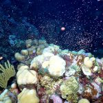 Coral spawning provides an underwater spectacle