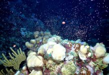 Coral spawning provides an underwater spectacle