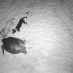 DOE issues warning after turtle rescued from roaming dogs