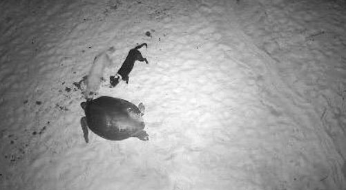 turtle-attack