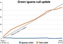 Weekly numbers dip, but cullers surpass 900,000 iguanas