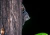 Mosquito spraying, overheating theories in bat deaths