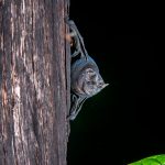 DoE adds tech approach as local bat count commences