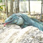 Blue iguanas have an extra 10 acres to roam
