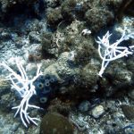 Experts fear worse than usual coral bleaching season