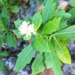 Rare Brac shrub gets species protections