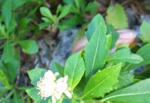 Rare Brac shrub gets species protections