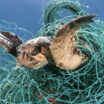 Department of Environment rescue turtle from ‘ghost net’