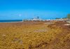 Millions of tons of sargassum blossoming in Atlantic