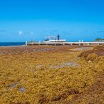 Millions of tons of sargassum blossoming in Atlantic