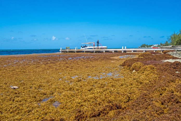 sargassum-cayman