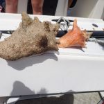 Conch, whelk season opens