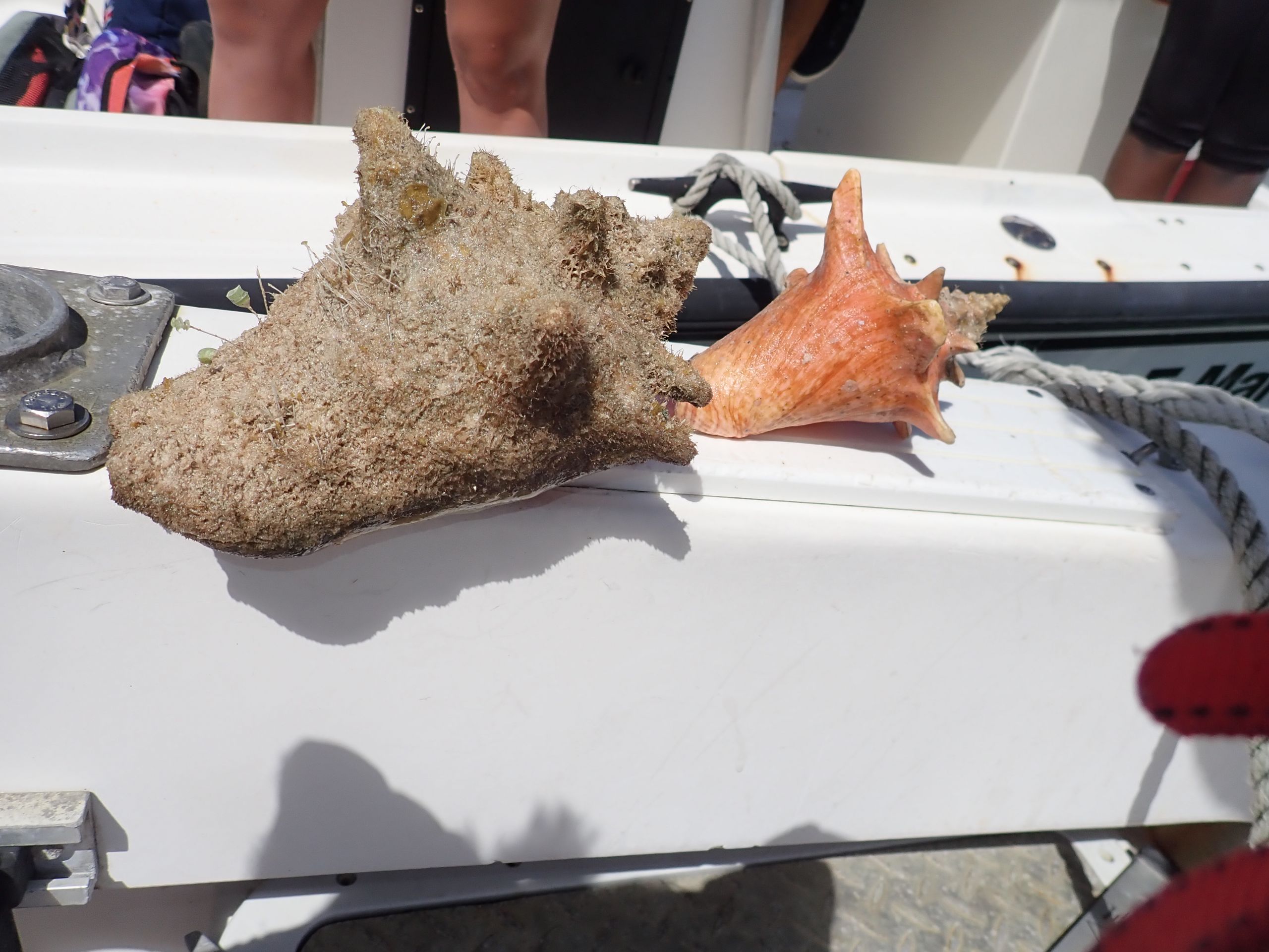 Conch, whelk season opens Cayman Compass