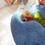 Sick as a parrot: Birds get health checks in amnesty