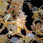 Under the weed, life abounds