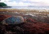 For sea turtles and sargassum, the relationship is complicated