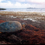 For sea turtles and sargassum, the relationship is complicated