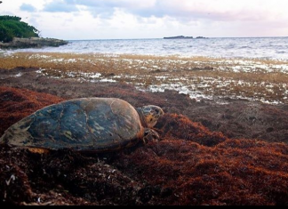 For sea turtles and sargassum, the relationship is complicated