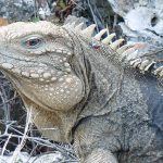 Gungchul, the rock iguana, killed on the Brac