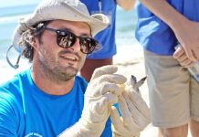 DoE: 2019 set to be a record turtle-nesting season