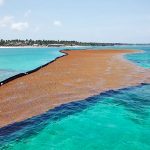 Researchers: April sargassum bloom largest ever recorded