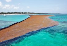 Researchers: April sargassum bloom largest ever recorded