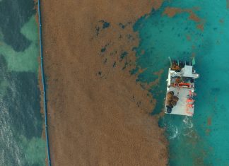 To protect tourist economy, resorts invest in seaweed-control business