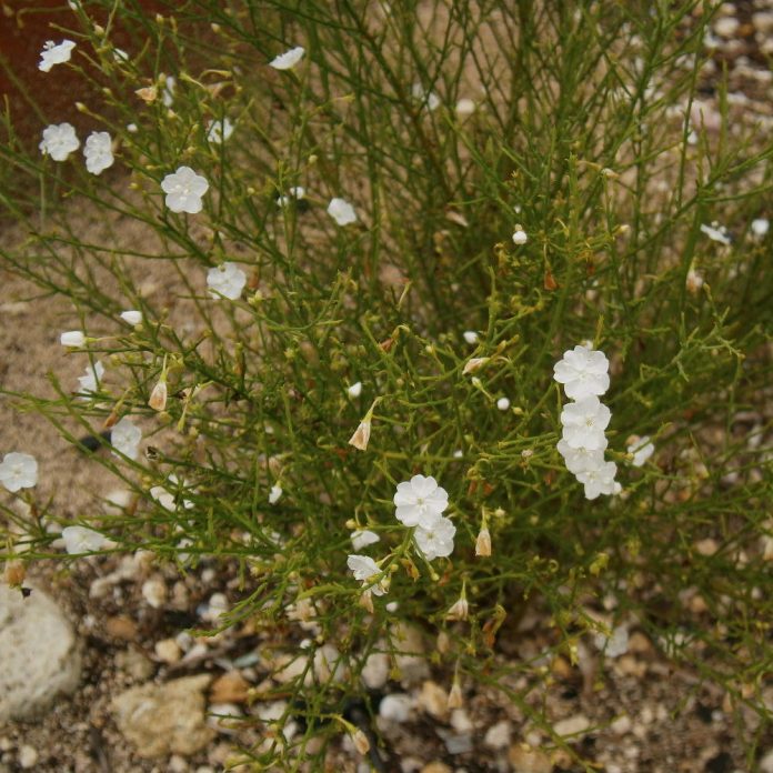 Rocky Plains Dwarf Morning Glory