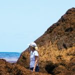 Scientists slowly unravel sargassum mystery