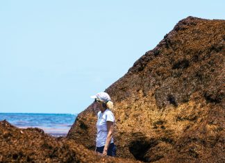 Scientists slowly unravel sargassum mystery