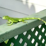 Green iguana culling figures