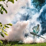 Explainer: What’s up with the mosquitoes?