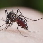 Gent: Dengue numbers do not indicate an endemic disease
