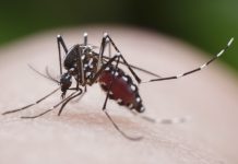 Nine local cases of dengue reported