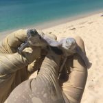 Rare albino turtle hatchling found