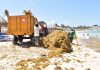 Mexican Caribbean entangled in seaweed invasion