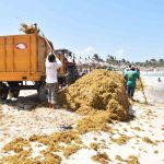 Mexican Caribbean entangled in seaweed invasion