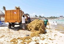 Mexican Caribbean entangled in seaweed invasion