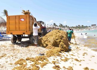 Mexican Caribbean entangled in seaweed invasion