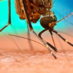 Dengue fever case identified